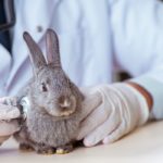 what can kill a rabbit suddenly?